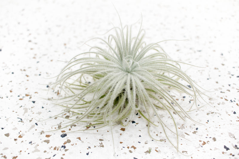 Tillandsia Tectorum Ecuador Air Plant