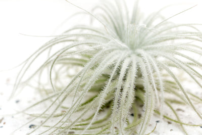 Large Tillandsia Tectorum Ecuador Air Plant