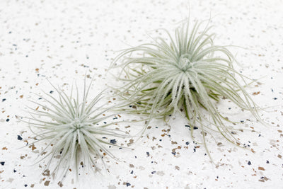 Small and Large Tillandsia Tectorum Ecuador Air Plant