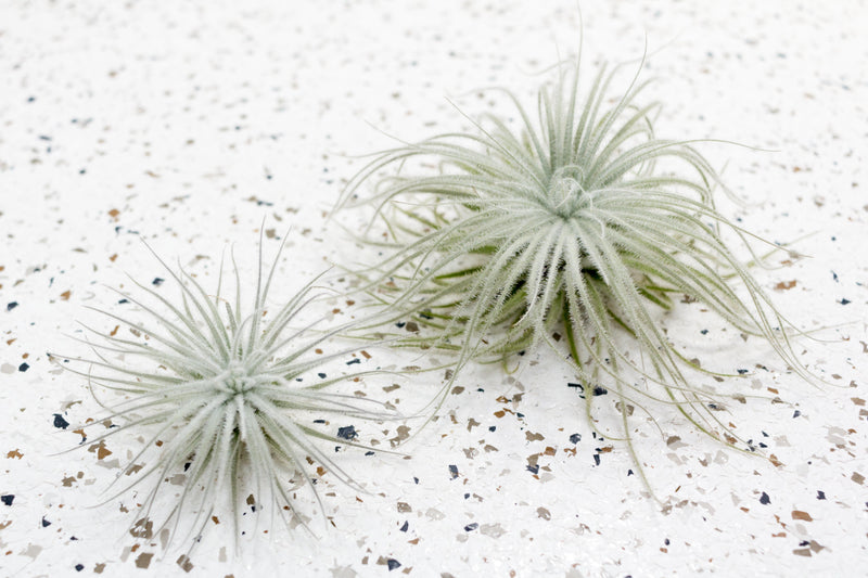 1 Small and 1 Large Tillandsia Tectorum Ecuador Air Plants