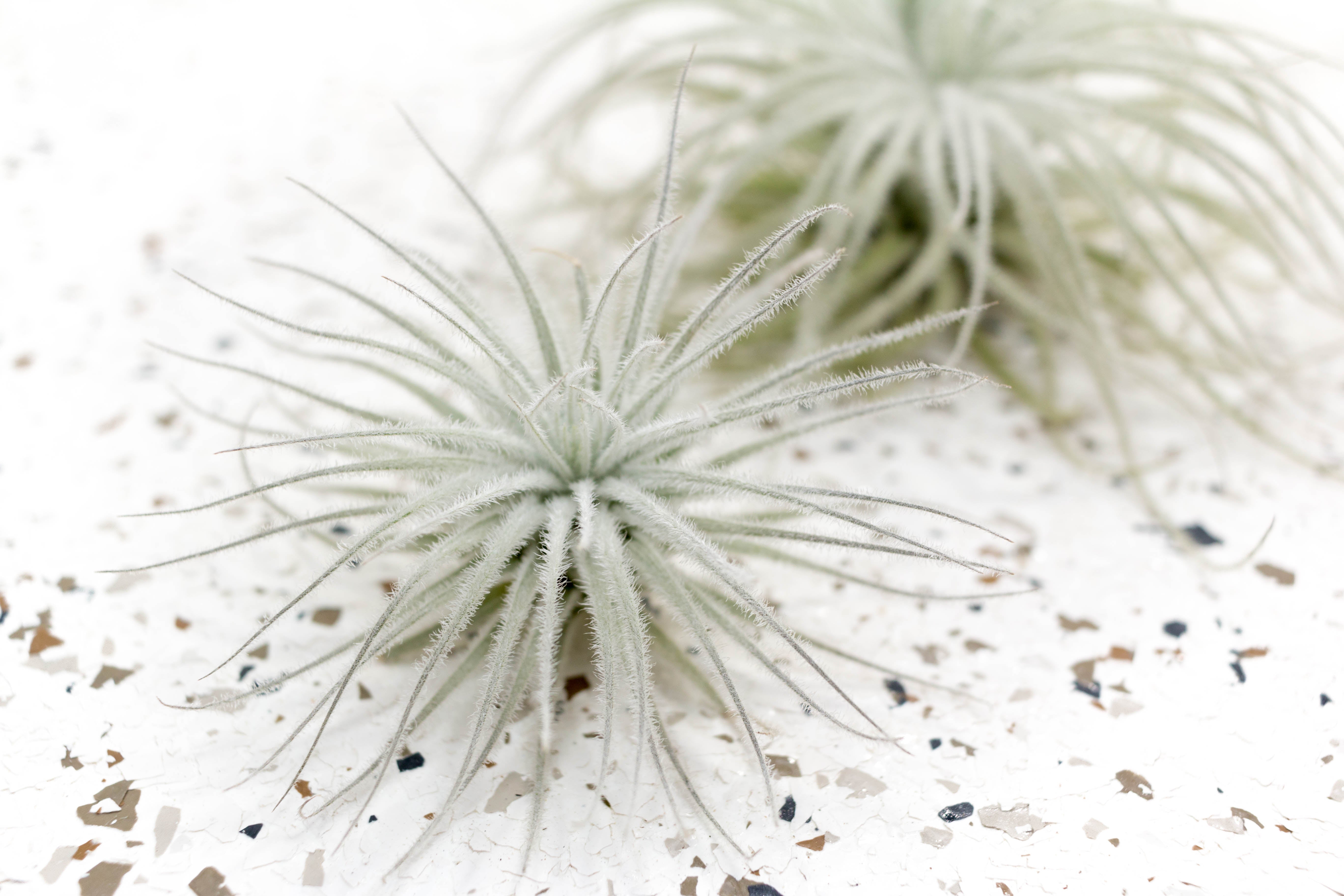 Air Plants - Tillandsia Tectorum Ecuador – Air Plant City