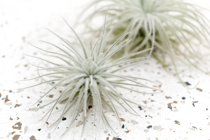 Tillandsia Tectorum Ecuador Air Plant