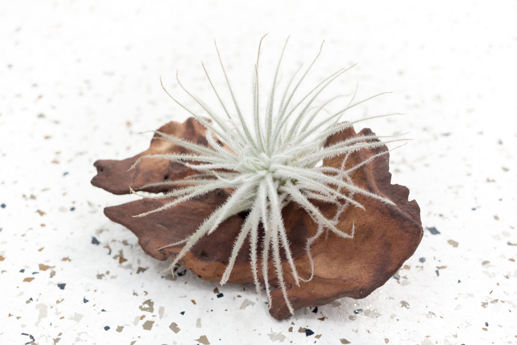 tectorum ecuador air plant care Air Plants