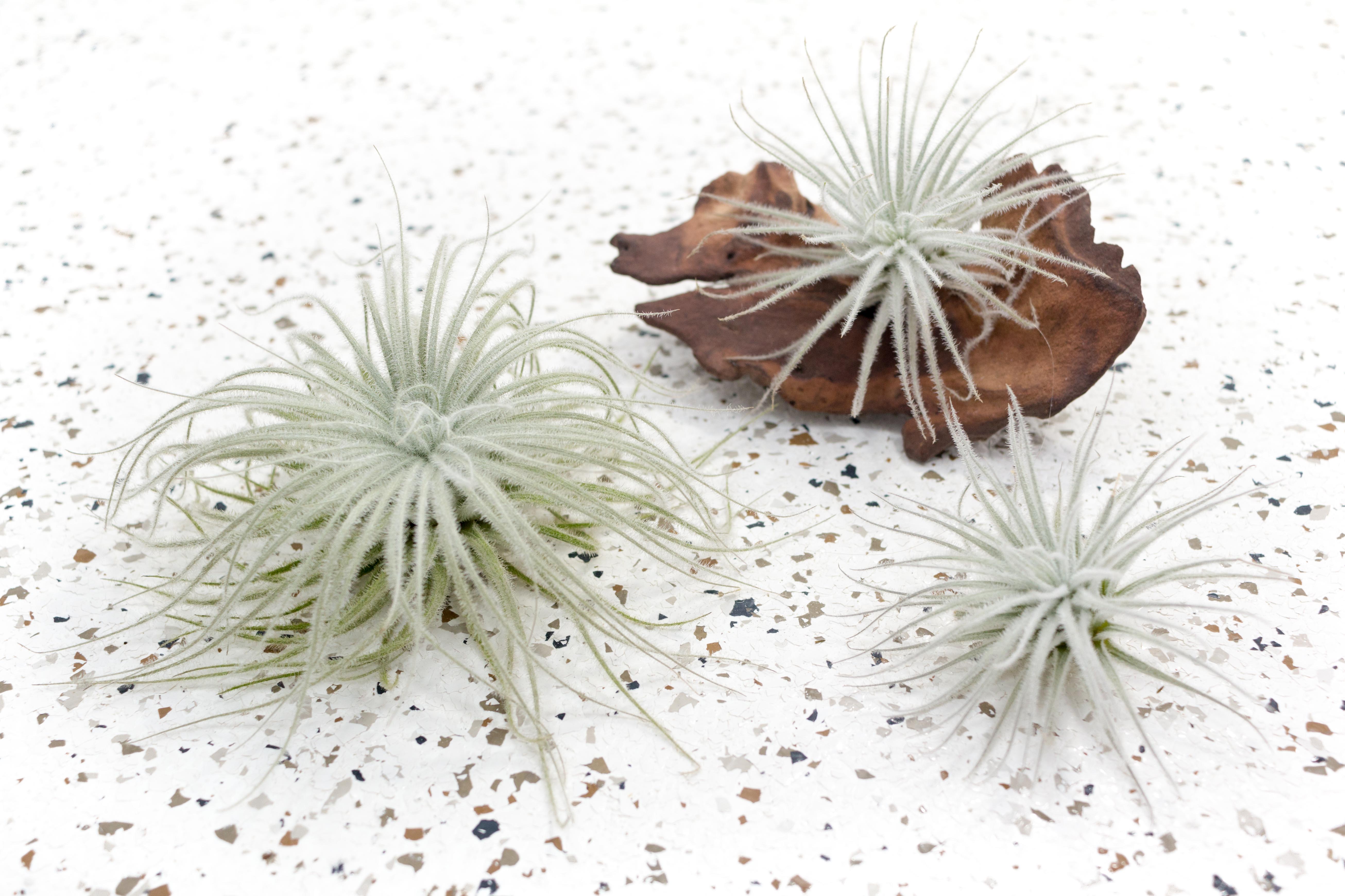 Air Plants - Tillandsia Tectorum Ecuador – Air Plant City