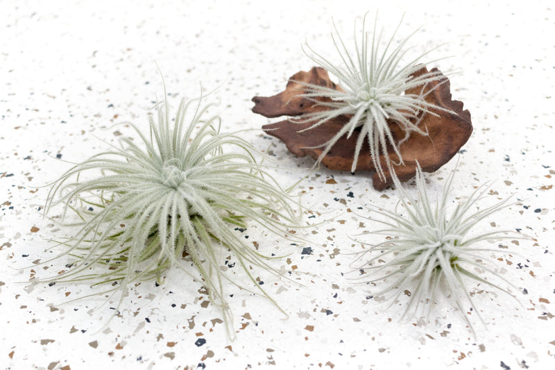 3 Tillandsia Tectorum Ecuador Air Plants of Varying Sizes