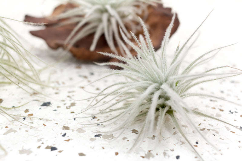 Tillandsia Tectorum Ecuador Air Plant