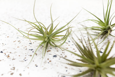 3 Tillandsia Tenuifolia Air Plants