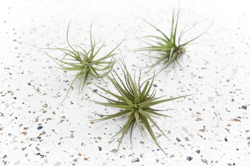 3 Tillandsia Tenuifolia Air Plants