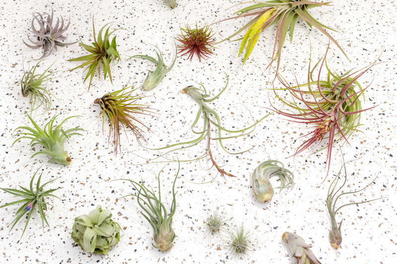 Assortment of Tillandsia Air Plants