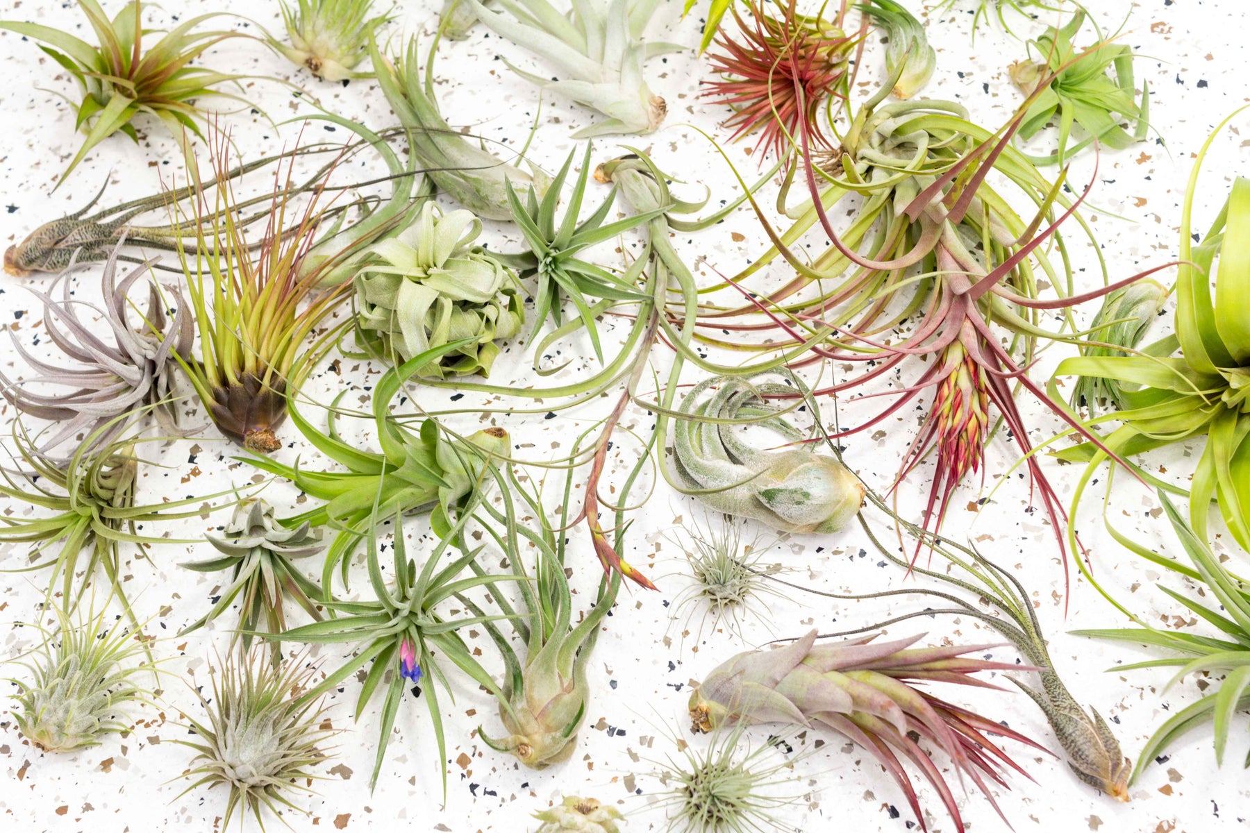 air plants for sale wholesale Wholesale