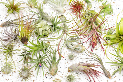 Assorted Tillandsia Air Plants