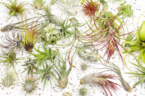 Wholesale Special - Tillandsia Air Plant Grab Bag of Small, Medium & Large Plants [Min Order 36 Plants]