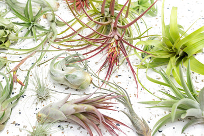 Assorted Tillandsia Air Plants