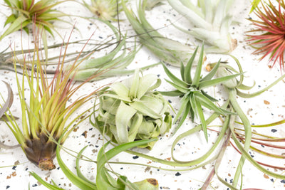 Assorted Tillandsia Air Plants