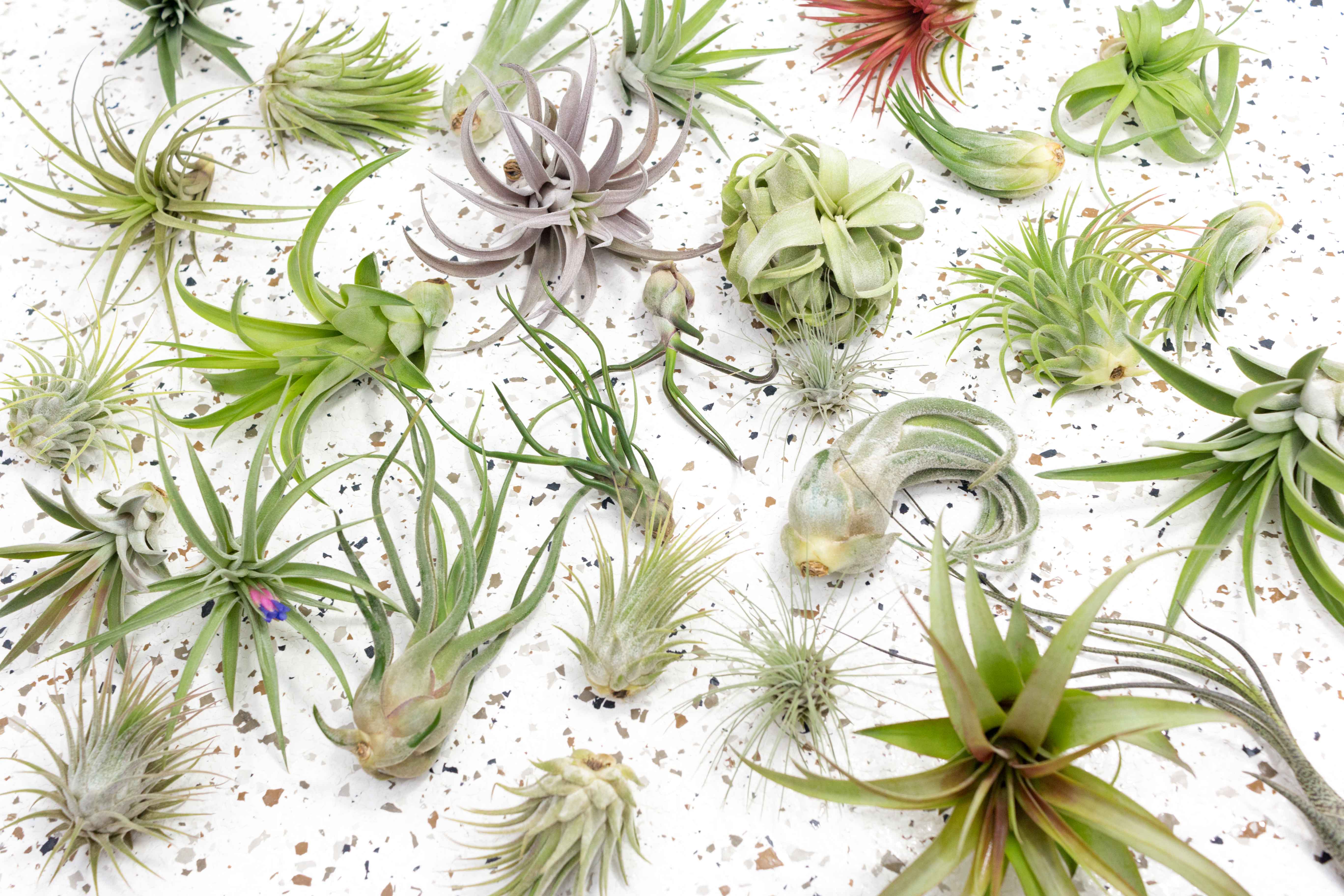 Air Plant Shop Tillandsia Air Plant
