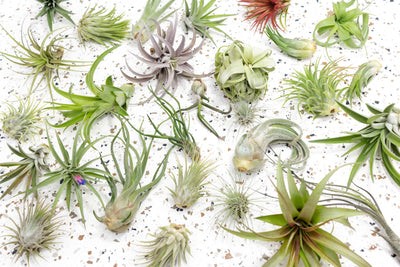 Assorted Tillandsia Air Plants