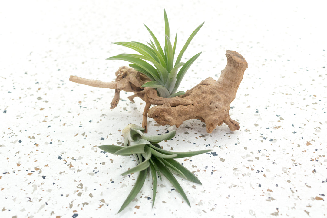vining air plant Tillandsia Velutina 'Brachycaulos' Air Plants, Regular / Single Plant