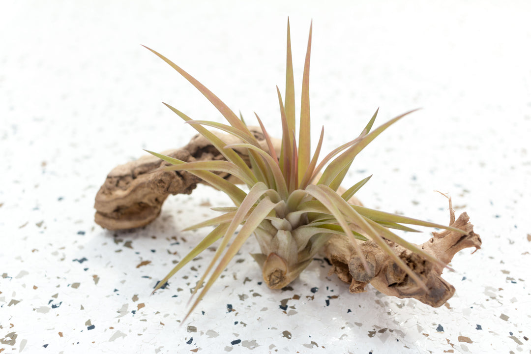 velutina air plant Tillandsia Velutina 'Brachycaulos' Air Plants, Regular / Single Plant
