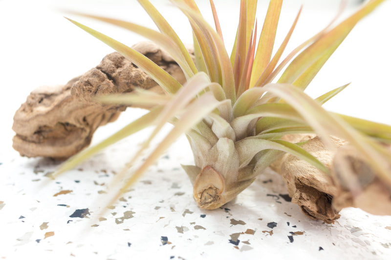 Pink Blushing Tillandsia Velutina Brachycaulos Air Plant