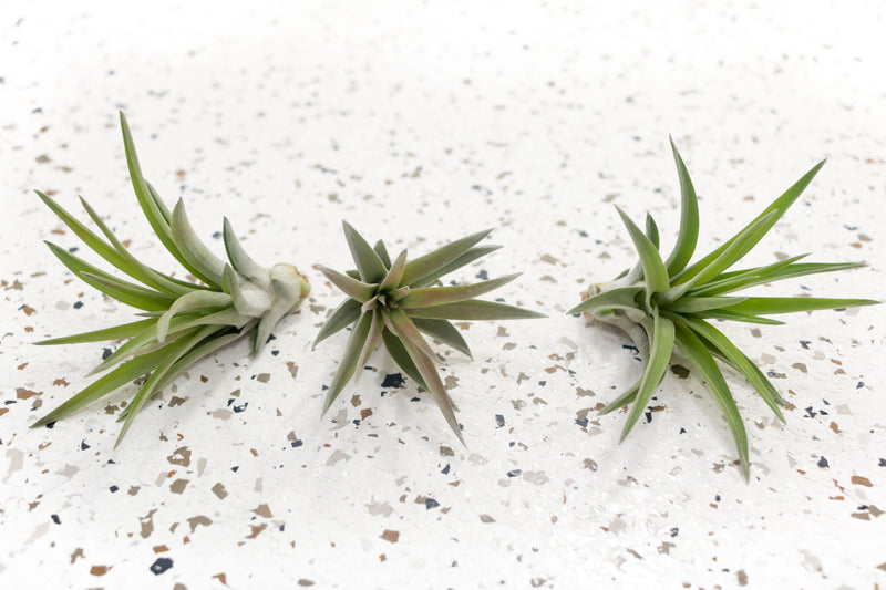 3 Tillandsia Velutina Brachycaulos Air Plants