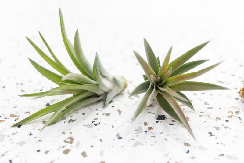 2 Tillandsia Velutina Air Plants