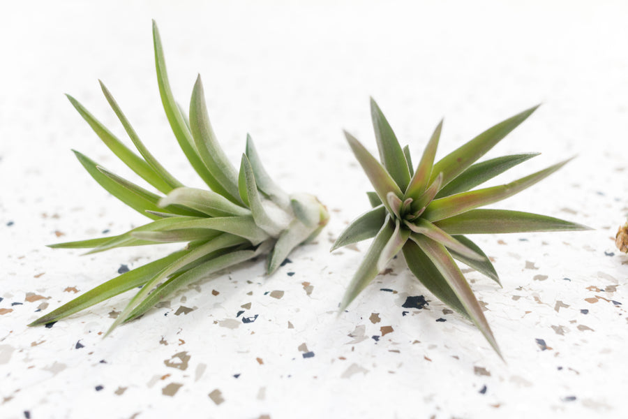 caulescens air plant Tillandsia Velutina 'Brachycaulos' Air Plants, Regular / 5 Pack