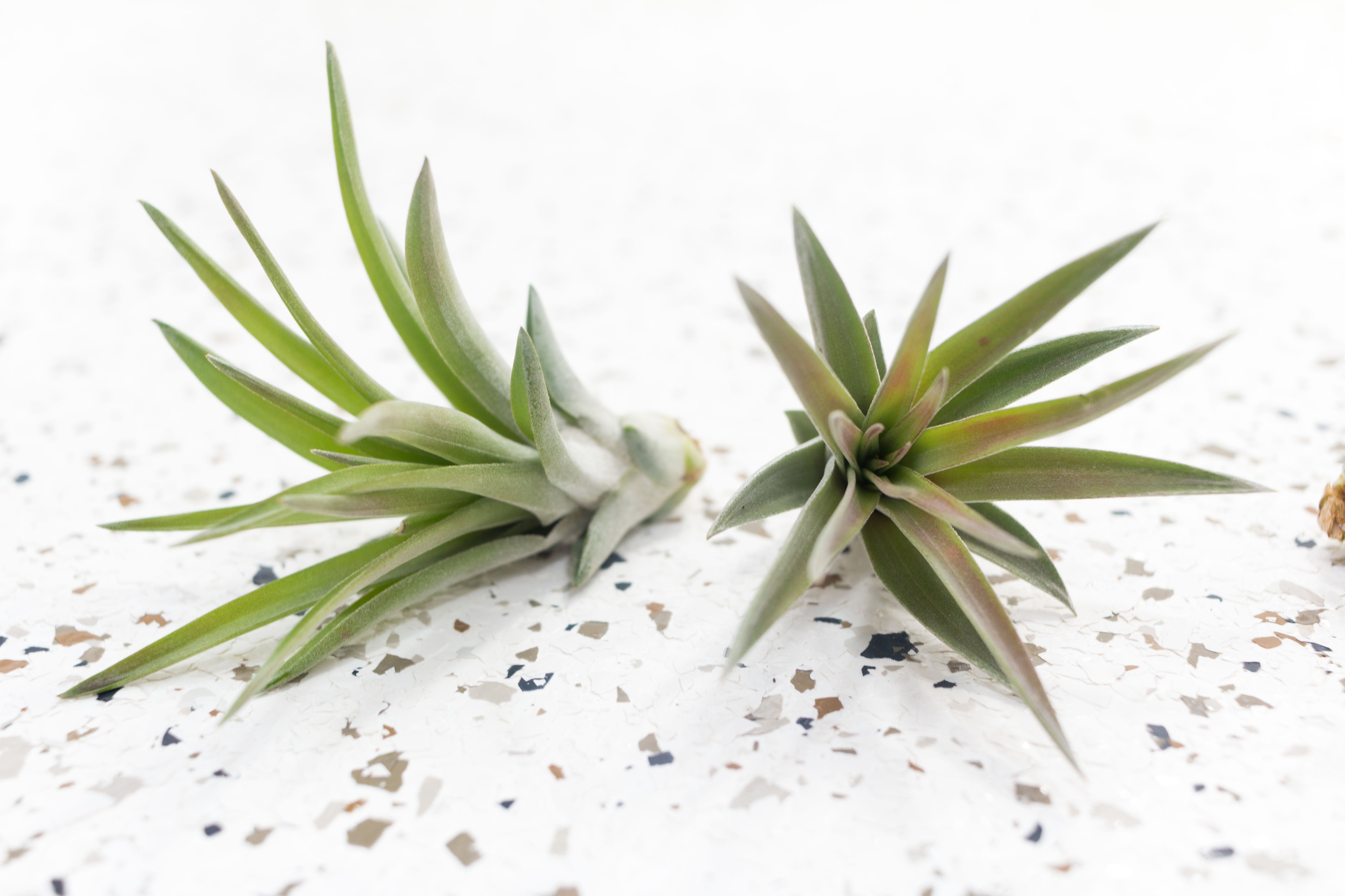 Air Plant Shop Tillandsia Air Plant - Thumbnail 5