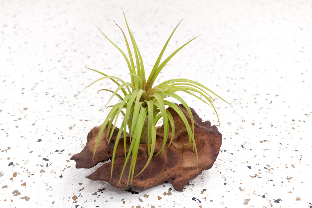 victoriana air plant Tillandsia Ionantha X Brachycaulos 'Victoriana' Air Plants, Single Plant
