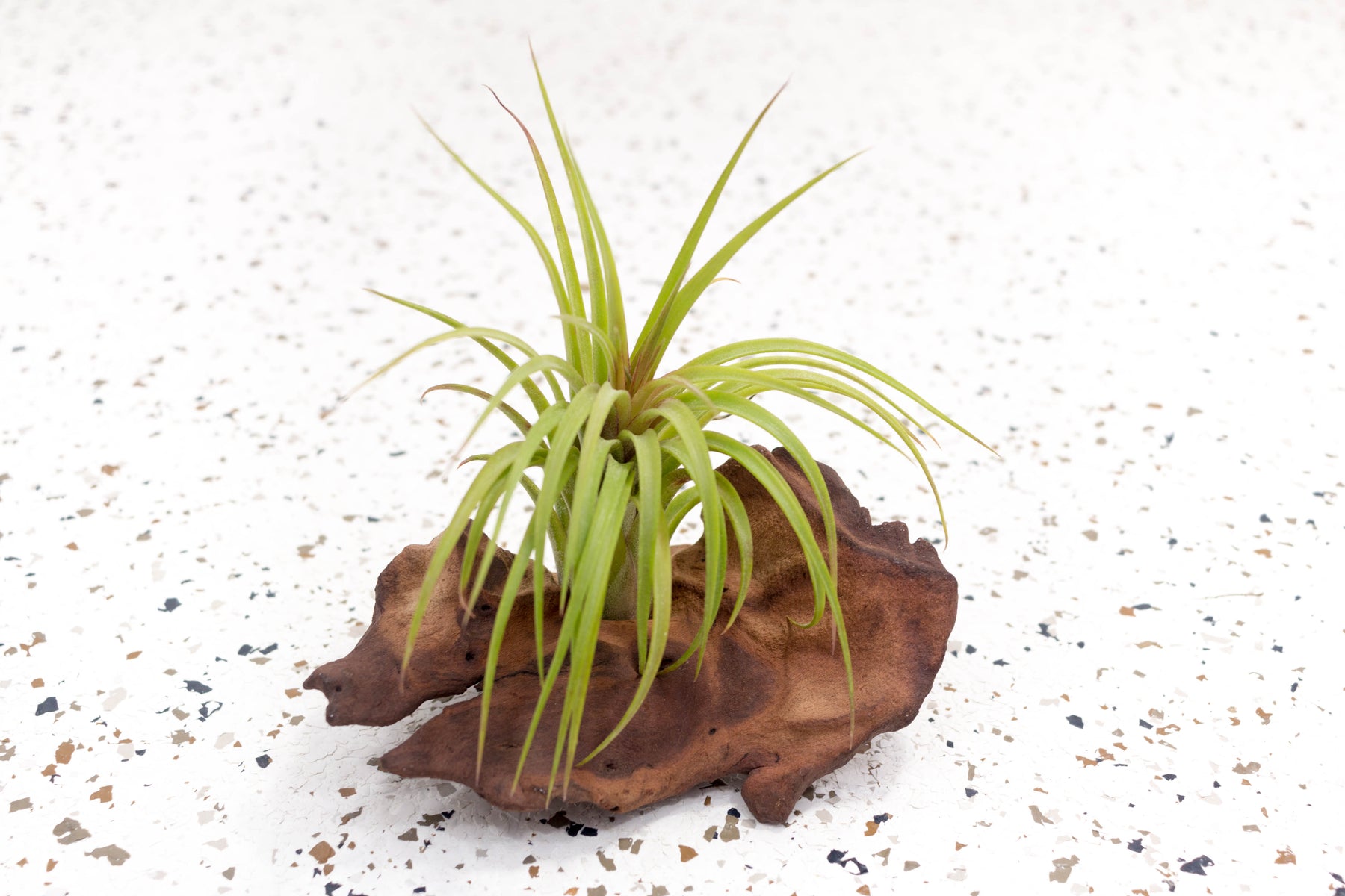 victoriana air plant Tillandsia Ionantha X Brachycaulos 'Victoriana' Air Plants, Single Plant