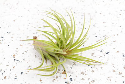 Tillandsia Ionantha Victoriana Air Plant