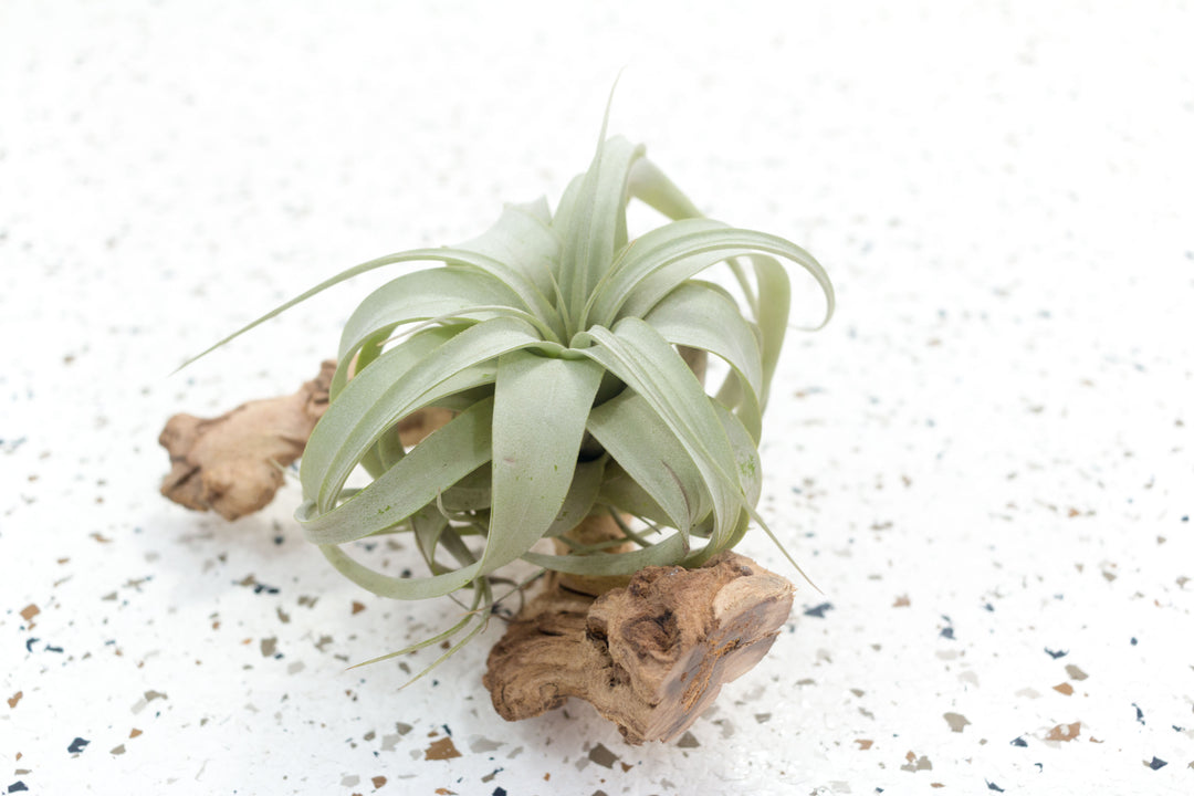zero grafica air plant Tillandsia Xerographica Air Plants