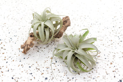 2 Tillandsia Seedling Xerographica Air Plants