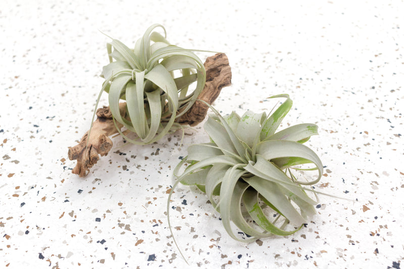 2 Tillandsia Seedling Xerographica Air Plants