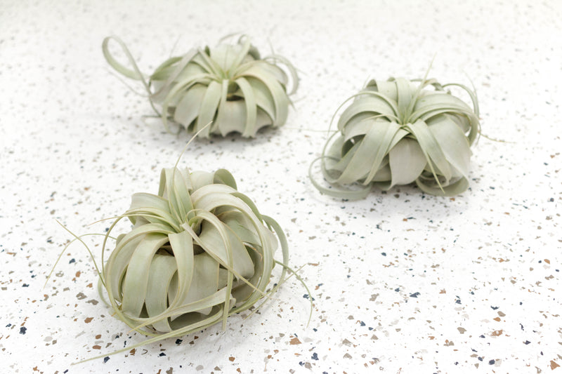 3 Seedling Tillandsia Xerographica Air Plants