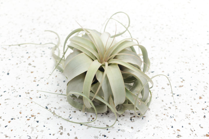 1 Medium Tillandsia Xerographica Air Plant