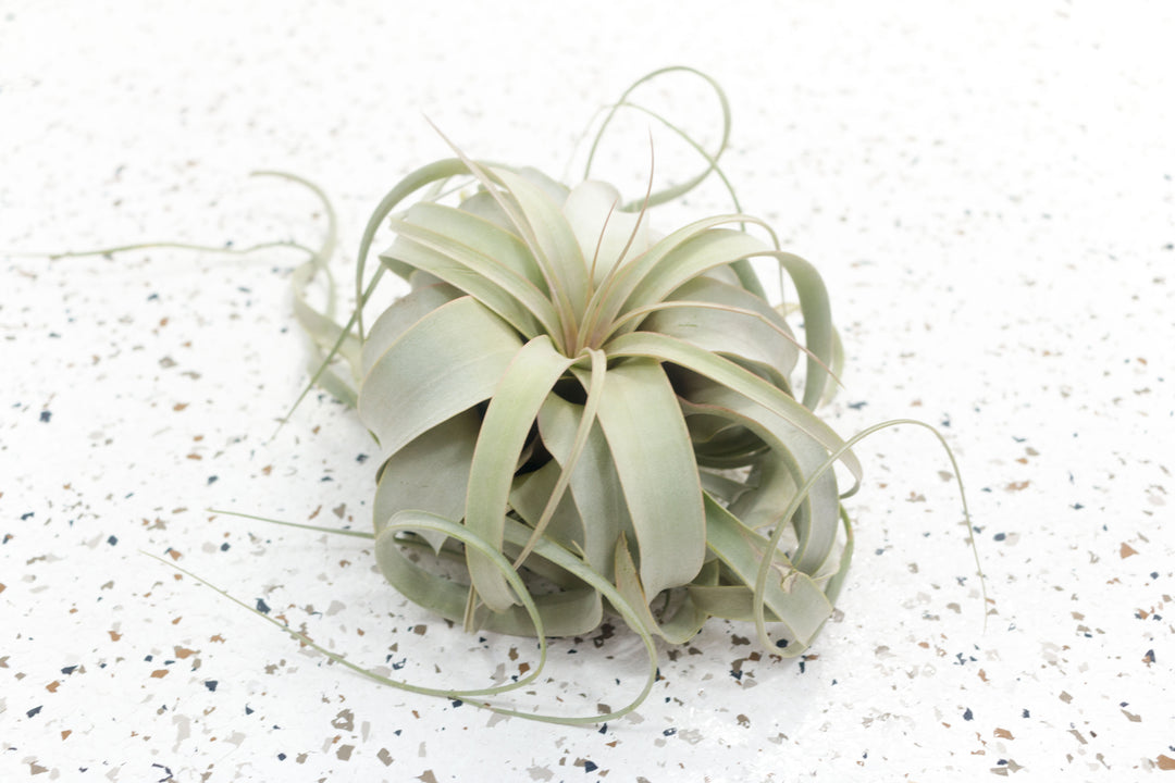small faux air plants Tillandsia Xerographica Air Plants