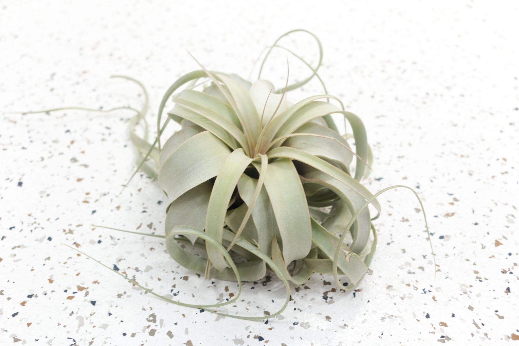 buy air plants canada Beautiful Seedling Tillandsia Xerographica - 3 for Special