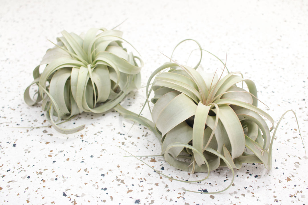 modern air plants Medium Tillandsia Xerographica - 3 for Special