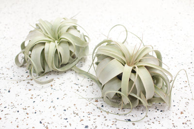 2 Small Tillandsia Xerographica Air Plants