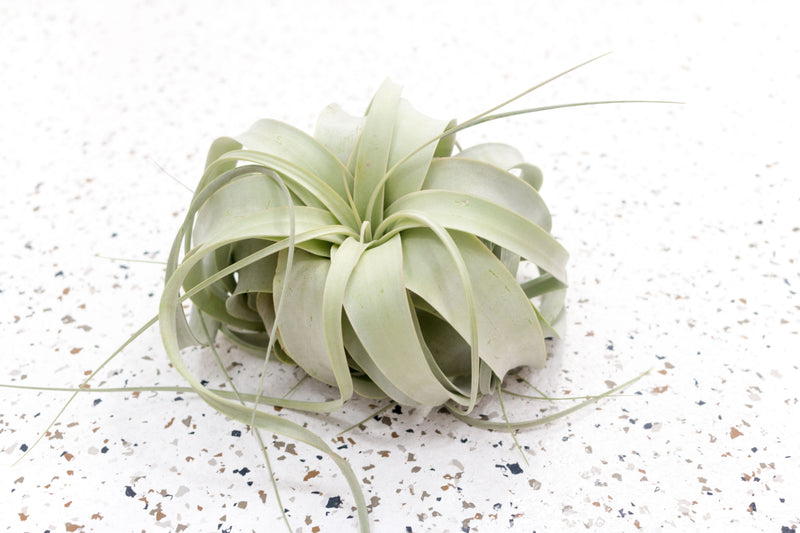 Mini Tillandsia Xerographica Air Plant