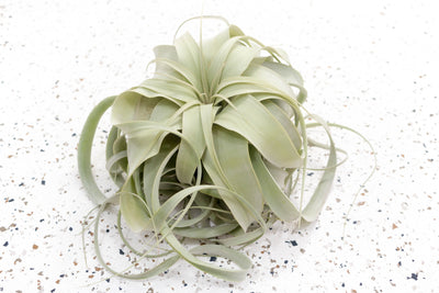 Tillandsia Xerographica Air Plant