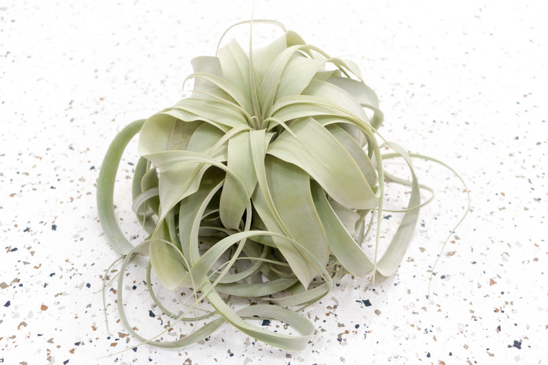 1 Large Tillandsia Xerographica Air Plant
