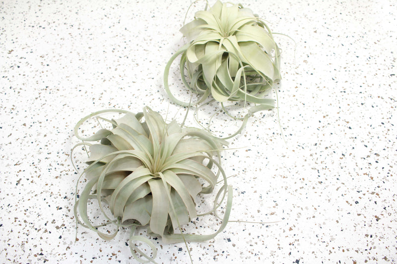 1 Medium and 1 Large Tillandsia Xerographica Air Plant