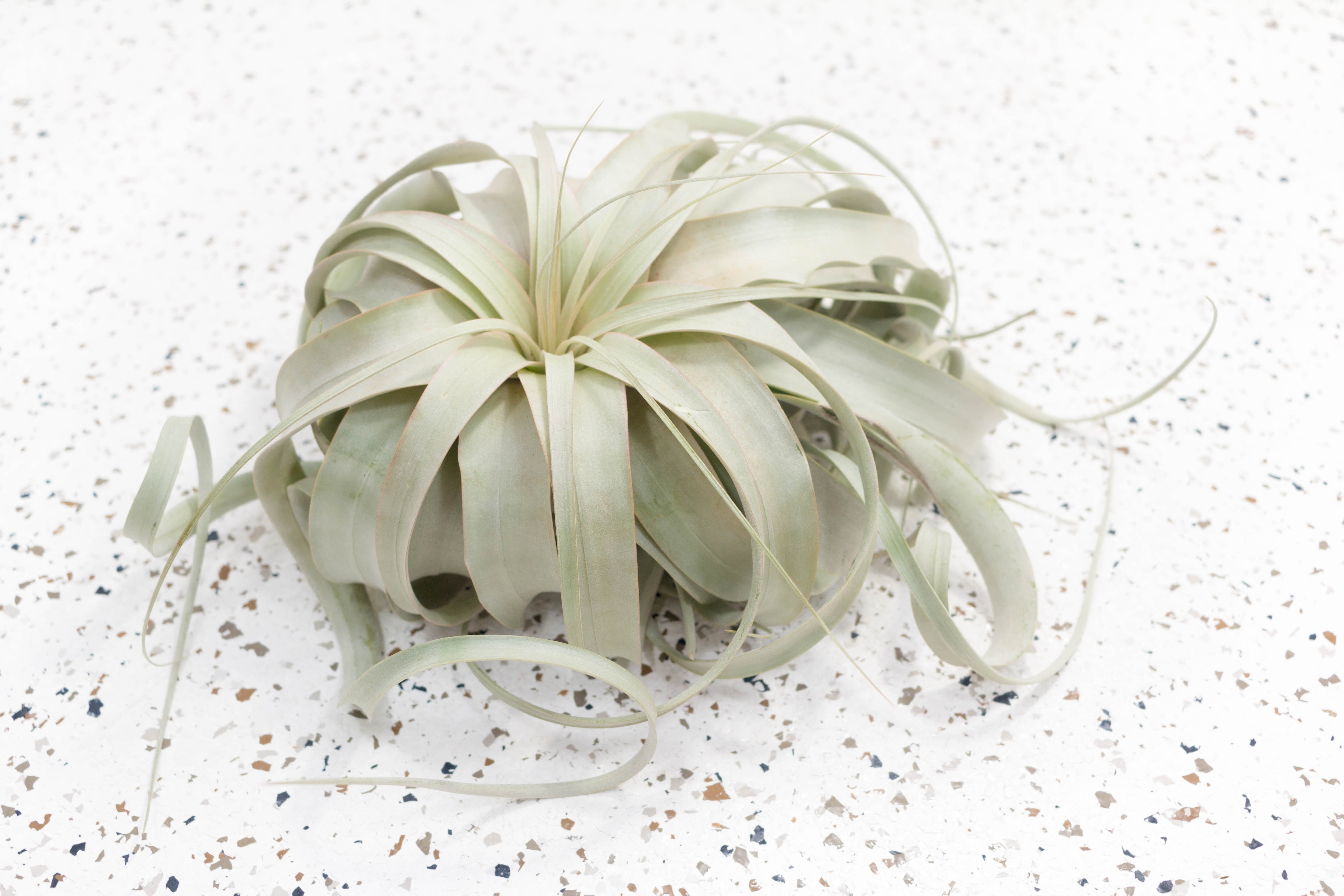 Air Plants Storefront Starter Pack - Set of 48 Tillandsia – Air
