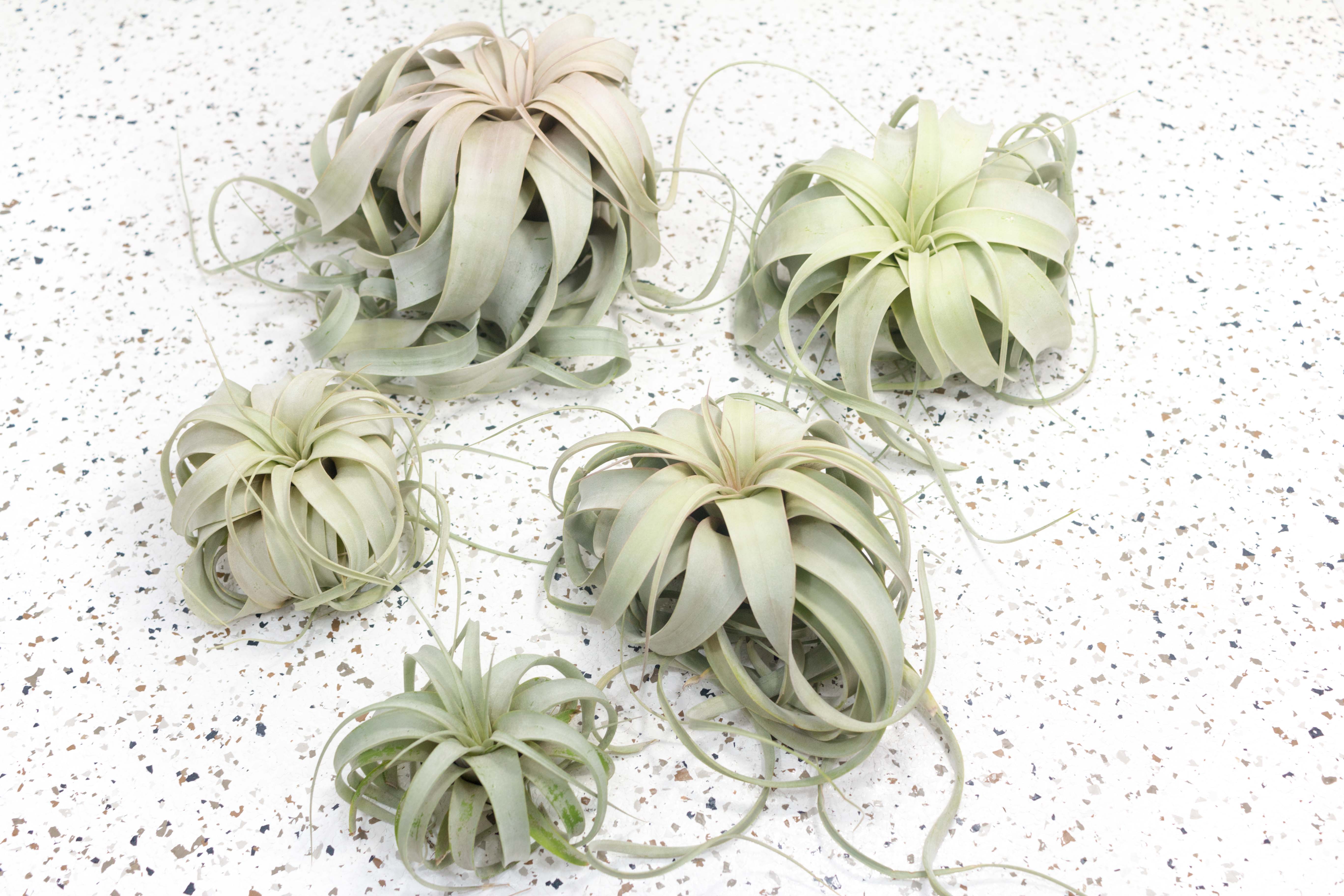ブロメリア・エアープランツ Tillandsia 'Succulent Form' x Nizanda Air Plants - How to Care for Tillandsia Air Plants – Air
