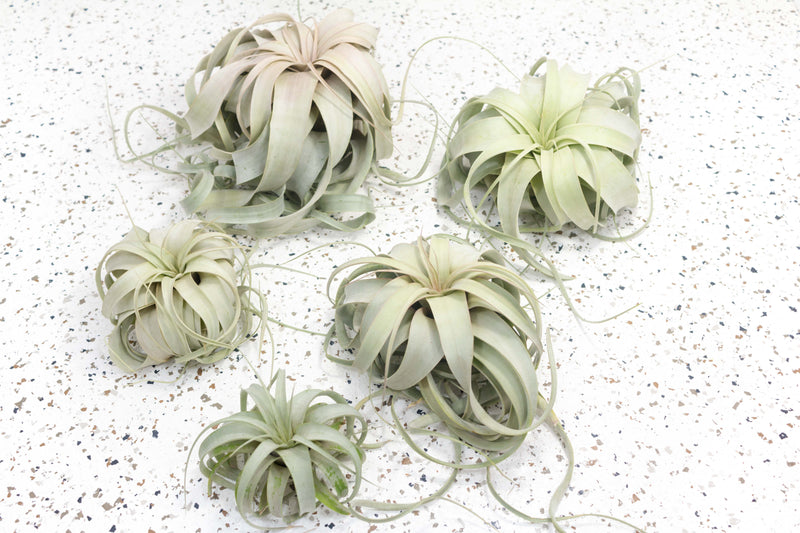 5 Tillandsia Xerographica Air Plants of Varying Sizes