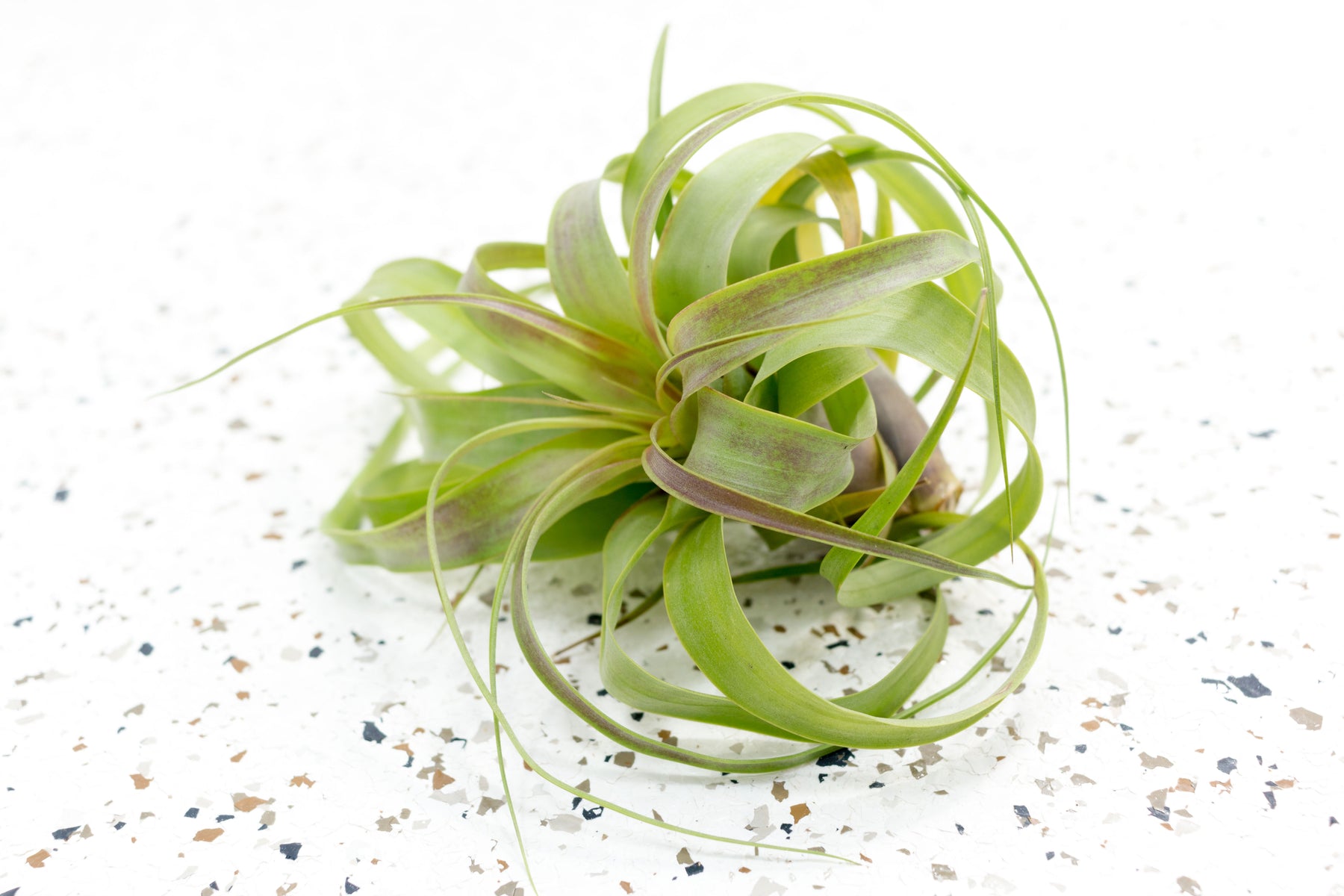 air plants wholesale california Wholesale