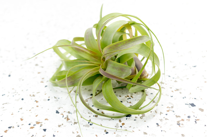 Tillandsia Streptophylla Hybrid Air Plant