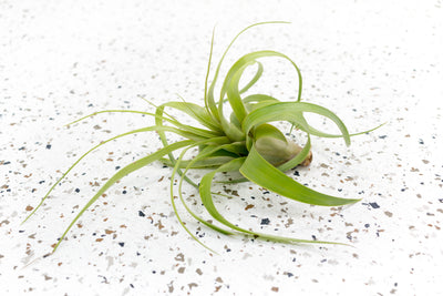 Tillandsia Streptophylla Hybrid Air Plant