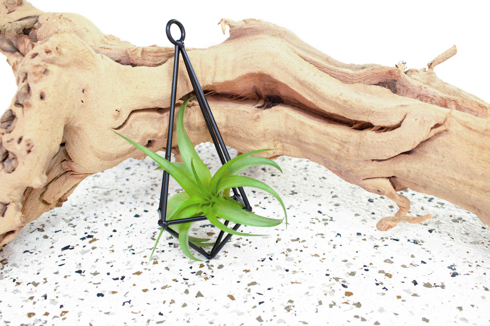 driftwood air plant wall Wholesale